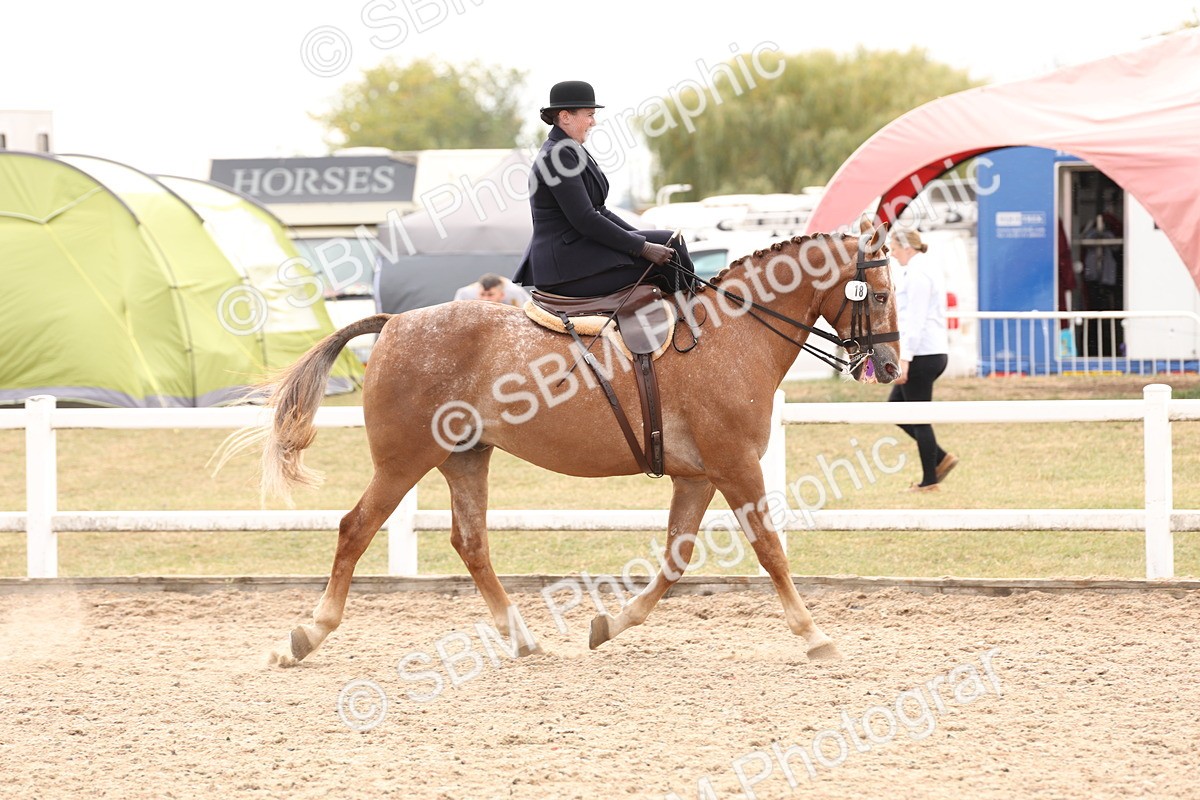 SBM_16391 - Class 211 - Best Side Saddle Horse - Pony