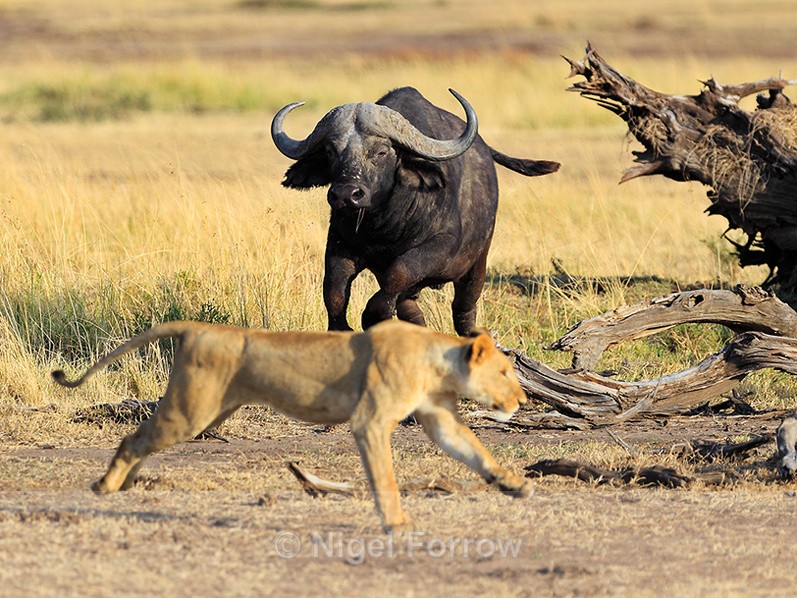Buffalo charges a Lion in the Masai Mara, Kenya - Buffalo