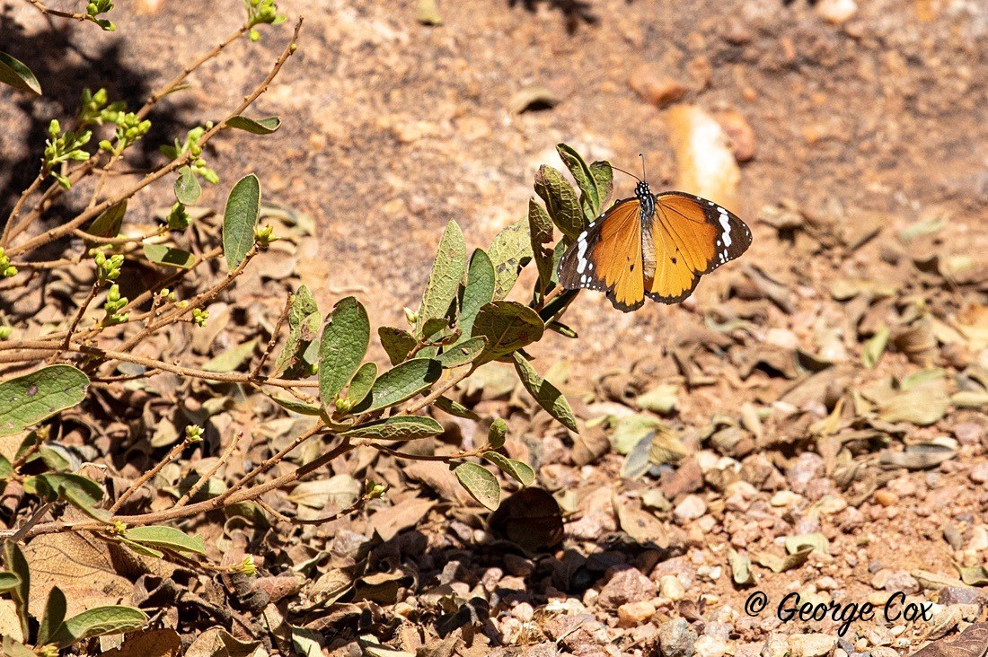 Butterfly African Monarch - South Africa - Limpopo