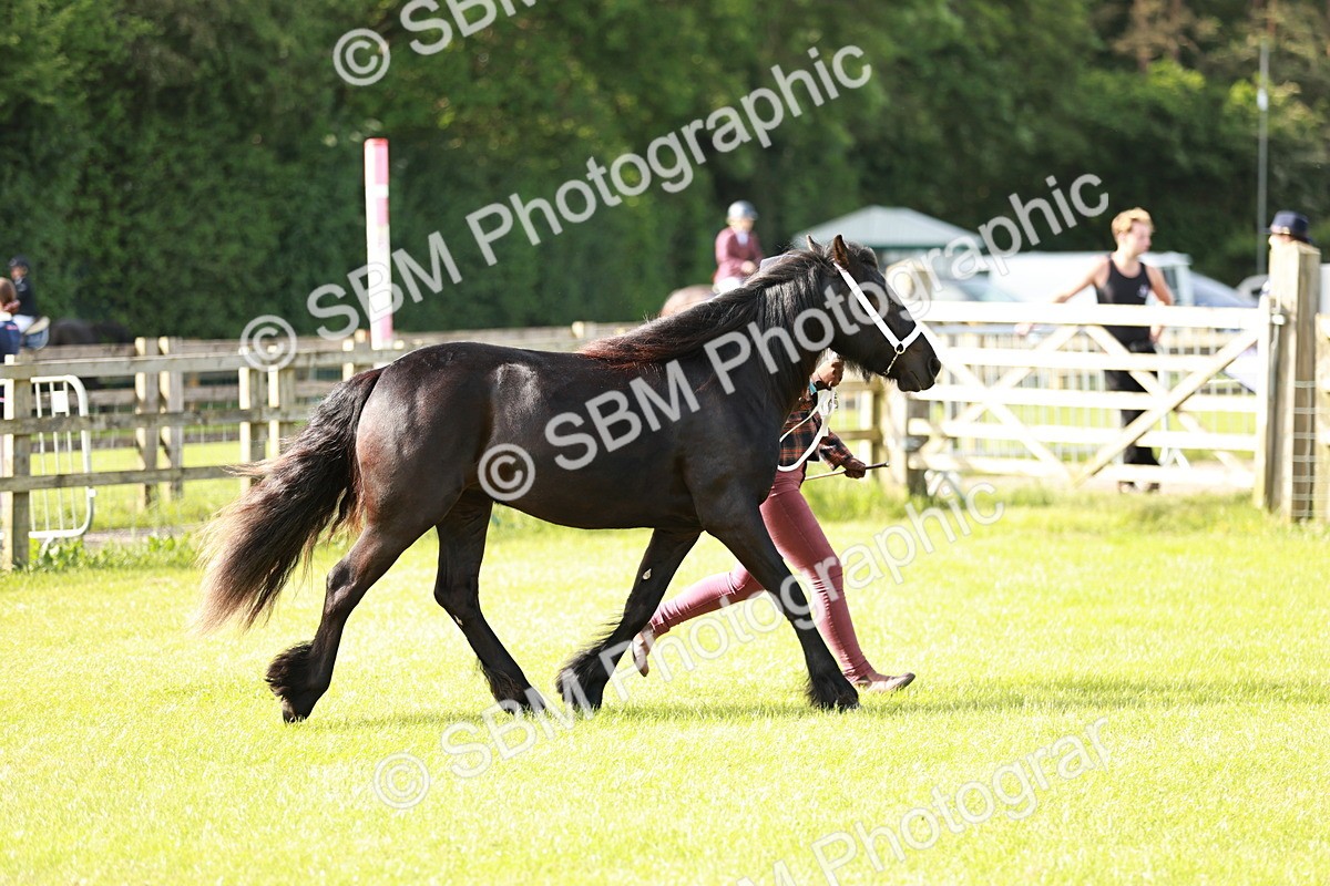 SBM_00692 - Class 14-23 - Mountain & Moorland In Hand Non Welsh