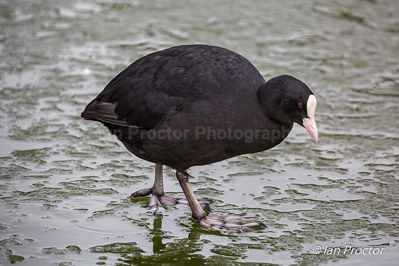 Coot walking on ice! - Nature