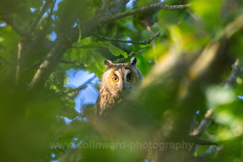 Long Eared Owl in trees - macro and nature.