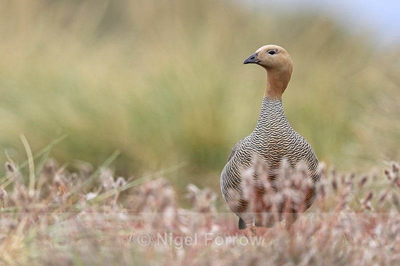 Ruddy-headed Goose & pinkish foliage, Carcass Island, Falkland Islands - Ruddy-headed Goose