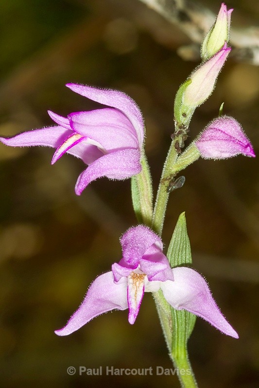  - Orchids - Various