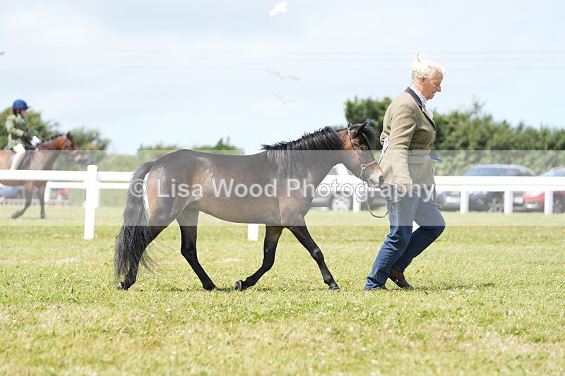 DSC06544 - Class 56: Miniature Horse 1, 2 & 3yr olds
