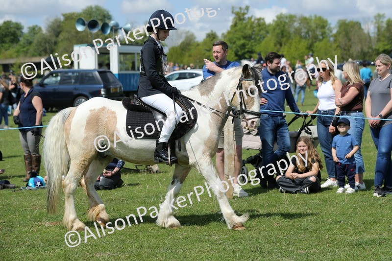 20250427-3422 - Class 8 - Handsomest Gelding