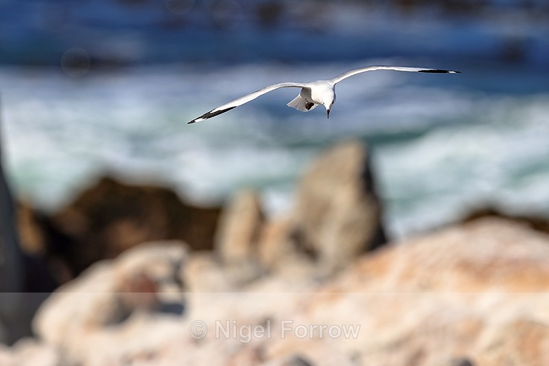 Hartlaub's Gull hovering, Betty's Bay, South Africa - Hartlaub's Gull