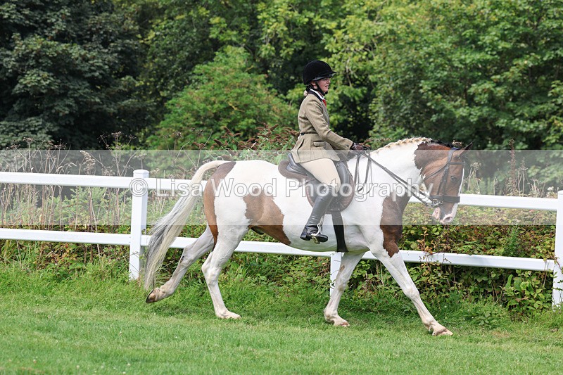 3E7A8666 - Class 5: Working Show Horse