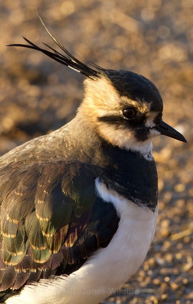LAPWING WINTER 2010 - THE LAPWING