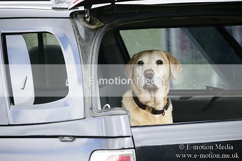 BVR090918 432 - BVRC Dressage and Show Jumping 09/09/18
