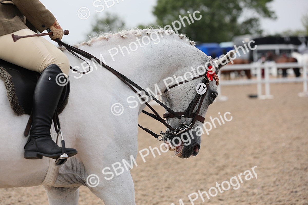 SBM_13408 - Class 308 Ridden Coloured Horse