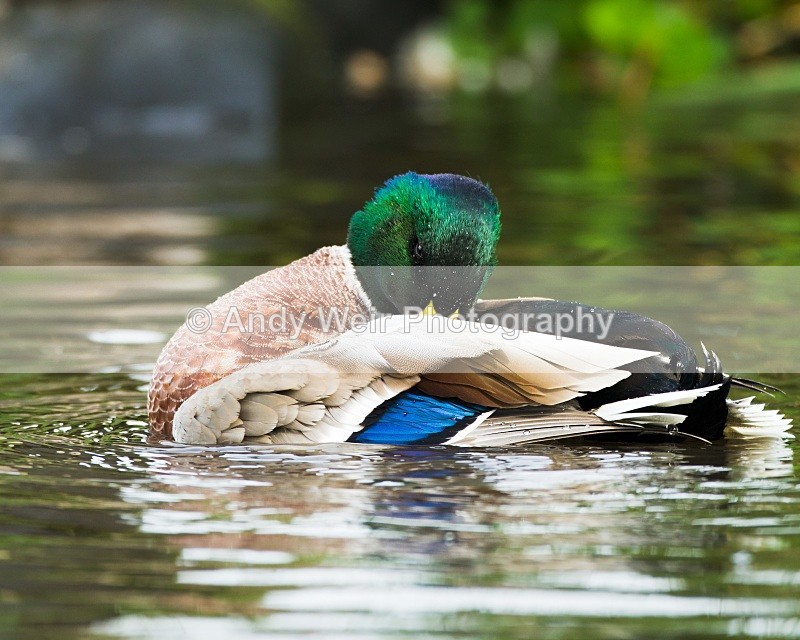 20101002_1370 - Mallard