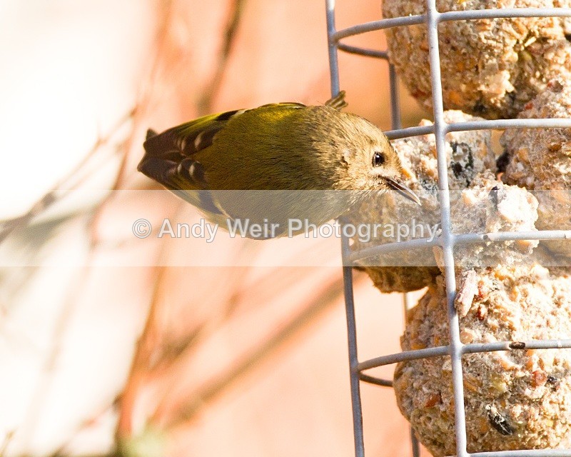 20110308-IMG_1821 - Wren & Goldcrest