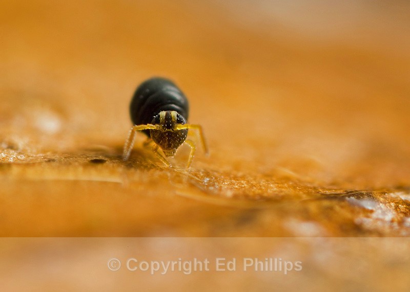Sminthurinus igniceps - Sminthurinus igniceps