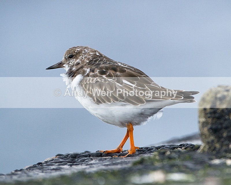 20110927-_MG_7038 - Turnstone