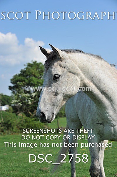 DSC_2758 - ARCHIVE REQUEST - Quincy and Guinness