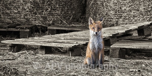  - The Photographic Angle - Wildlife Exhibition