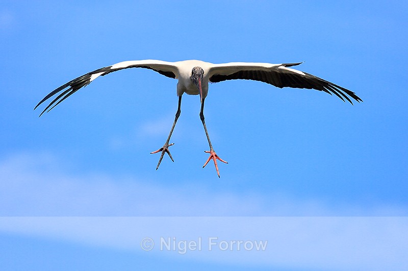 Wood Stork gliding feet splayed, Wakodahatchee Wetlands, Florida - Wood Stork
