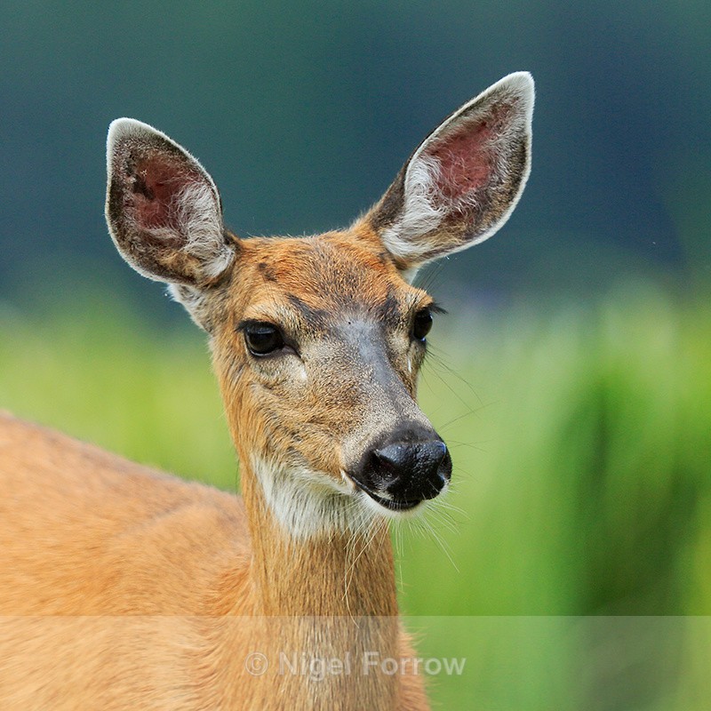 Black-tailed Deer close-up, Knight Inlet, Canada - Deer