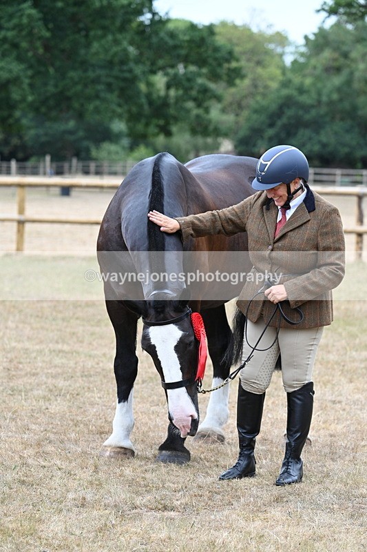 WJ7_0183 - Class 5a Most Handsome Gelding (above 14.2hh)