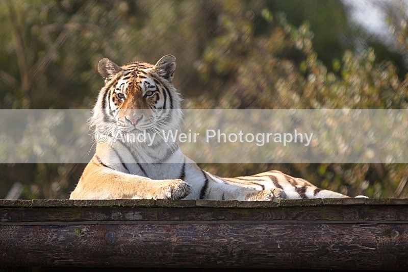 20120903-_MG_9612 - Captive Animals