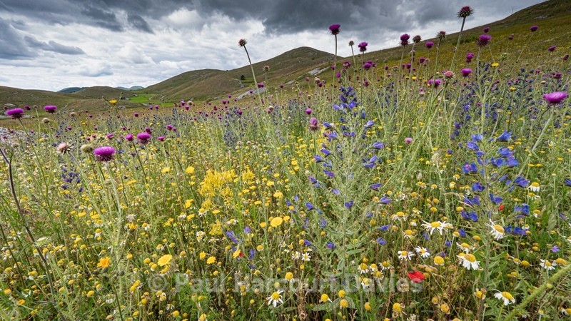 Flowering meadows above Santa Stefano di Sessanio - Flowers in the Landscape - 2