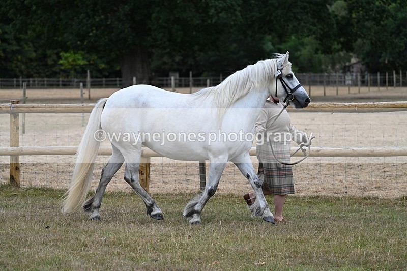 WJ7_8703 - Class 4a Prettiest Mare 14.2hh and over