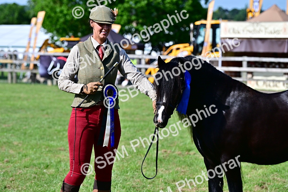 SBM_09492 - Class 63-65 - Traditional Gypsy Cobs In Hand & Ridden