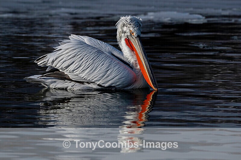 Dalmatian Pelican - Lake Kerkini