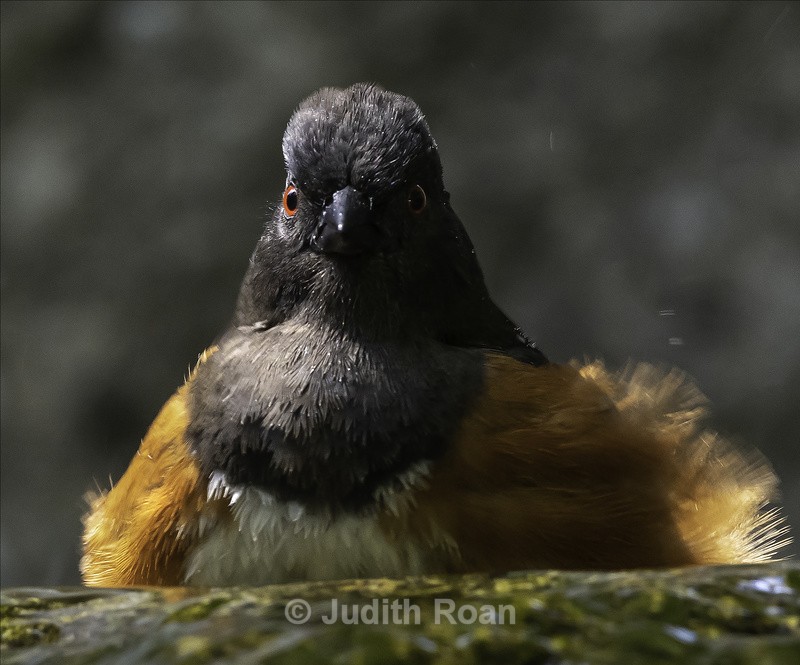 Spotted Towhee, female - Backyard Bathing Birds