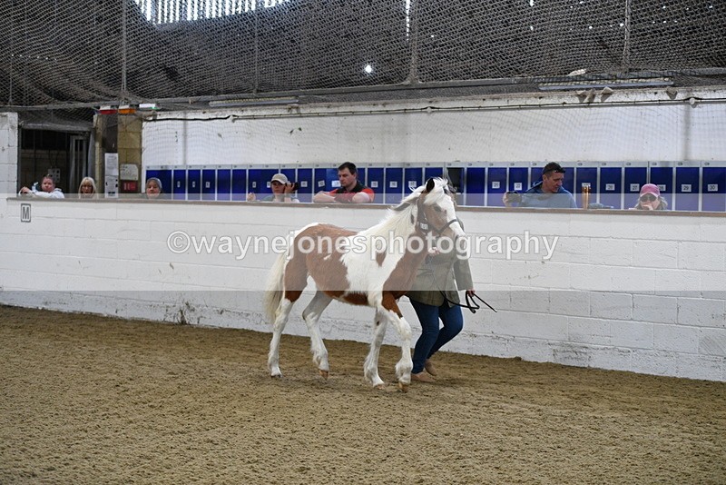 WJ5_3397 - Class 1 Youngstock