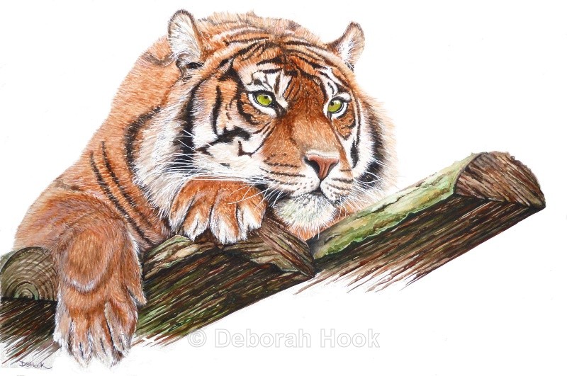 Kirana's Muse - Big cats