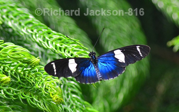 Sara Longwing - Butterfly Gallery