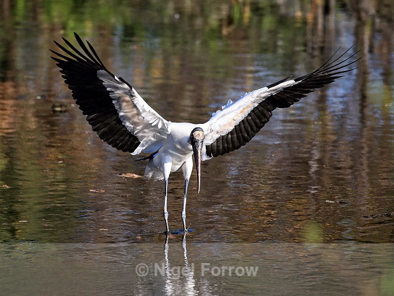 Wood Stork lands with wings spread, Wakodahatchee Wetlands, Florida - Wood Stork