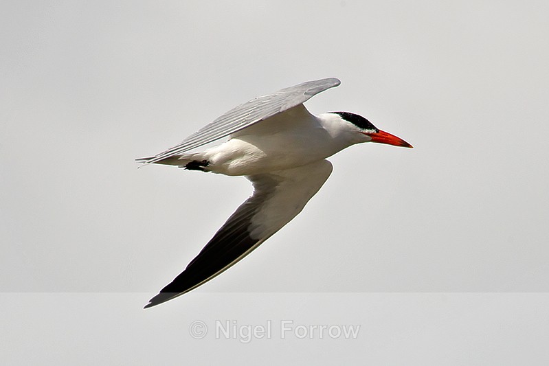 Caspian Tern in flight - Caspian Tern
