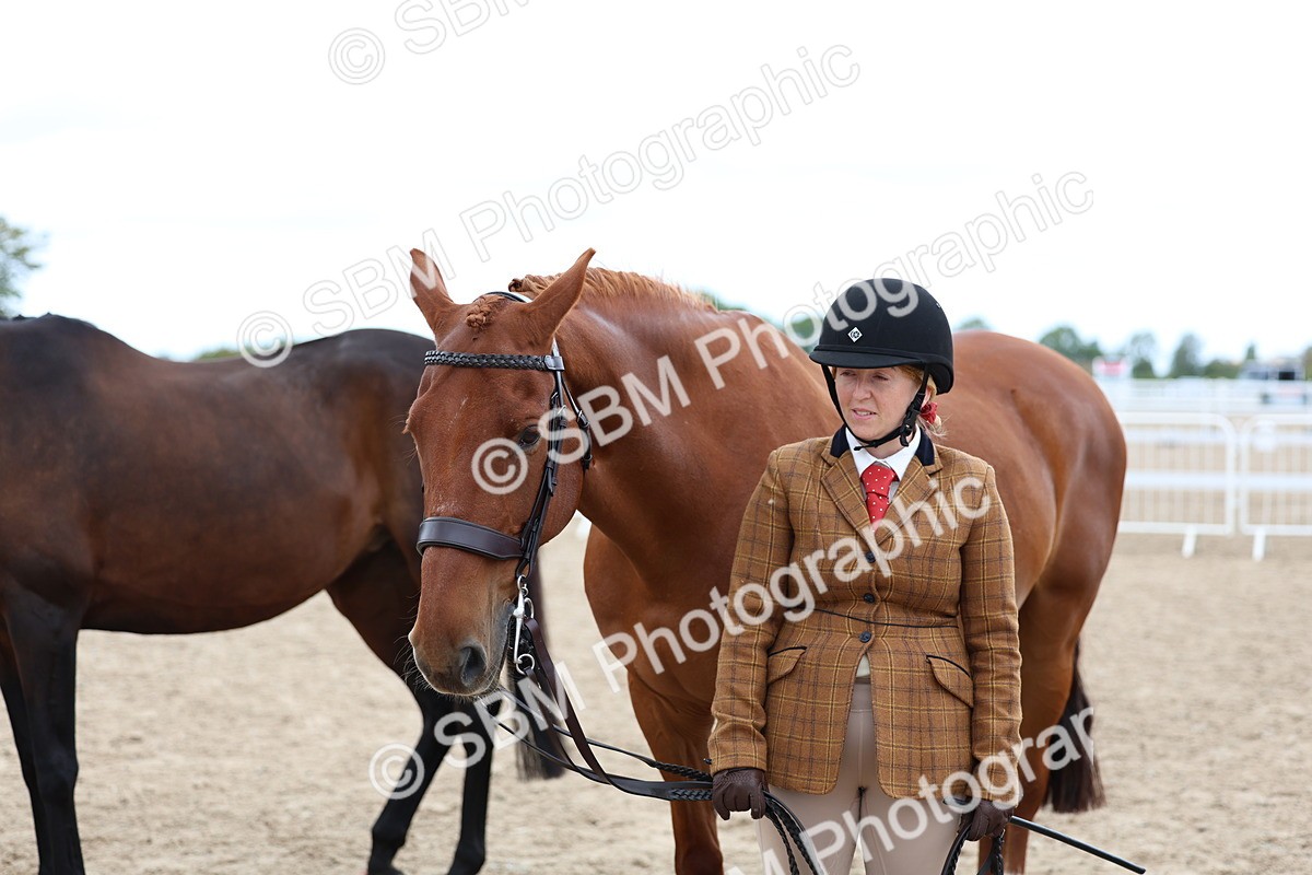 SBM_05741 - Class 28 - IH Veteran Horse