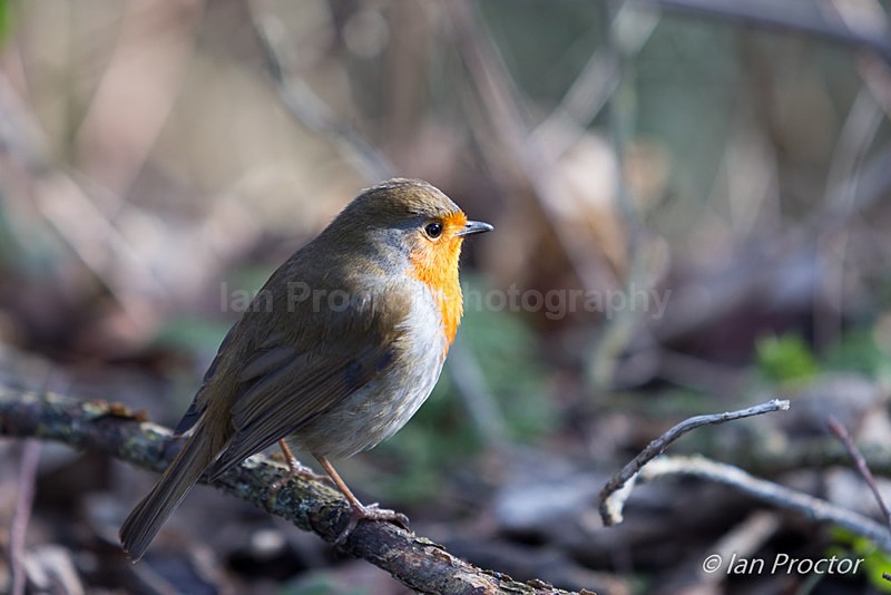 Sunlit Robin - Nature