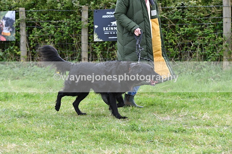 WJ5_9173 - Class 1 Best Cross Breed / Heniz 57