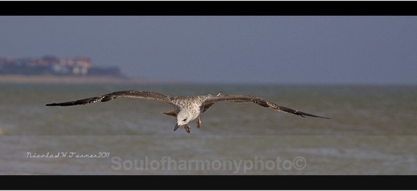 Juvenile Heron Gull - Wildlife Wildlife