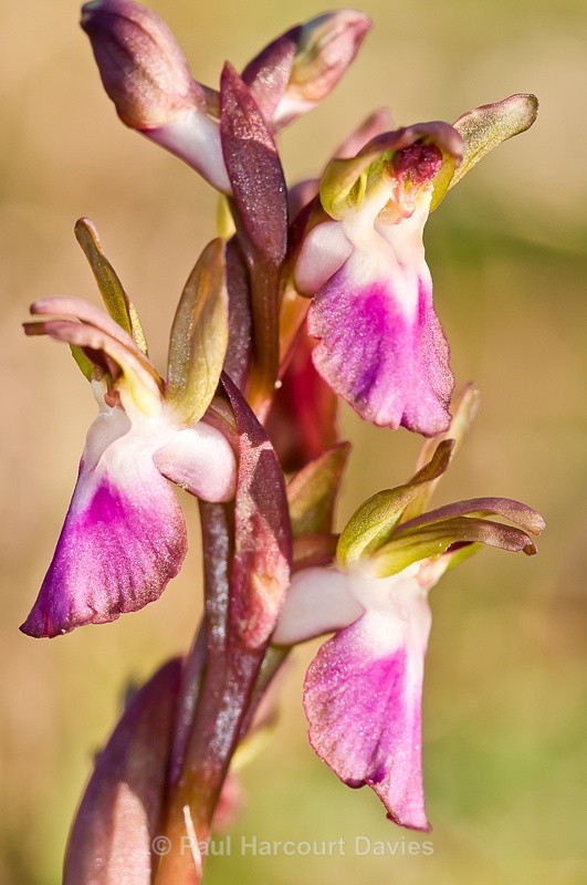  - Orchids - Orchis
