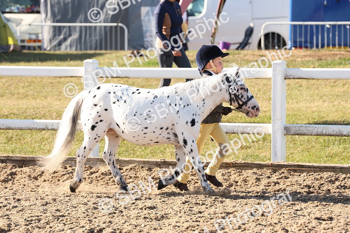 SBM_11648 - Class 203 - Young Handler 11 to 16 years