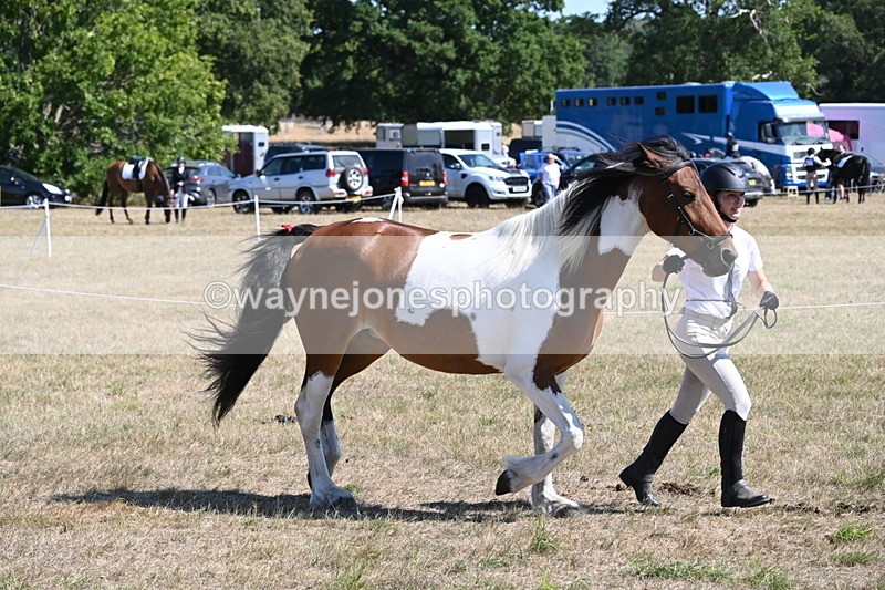 WJ6_8552 - Class 37b Best Loan Pony In-hand