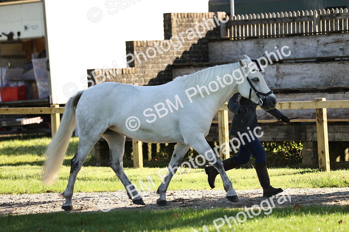 SBM_15875 - S1 - TSR in Hand Horse & Pony Showing
