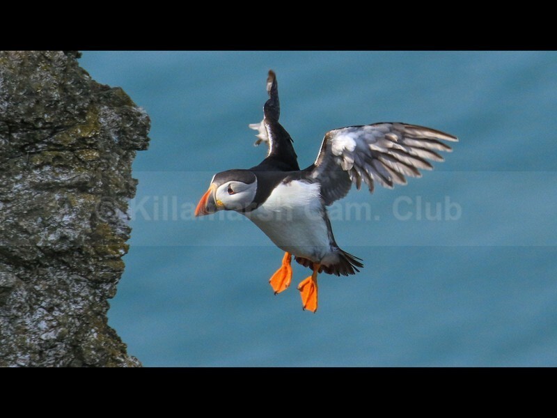 edited 1 - JACKIE HALLAM