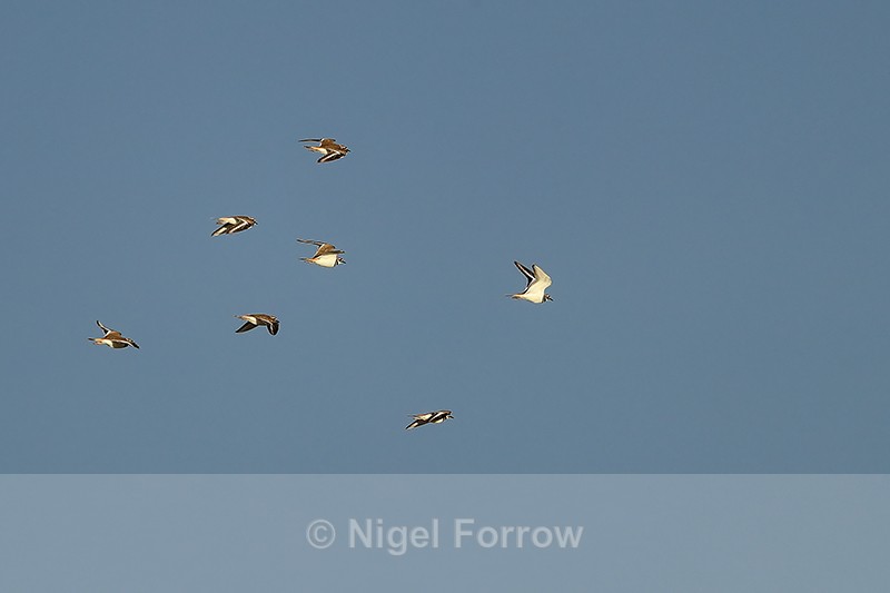 Group of Killdeer in flight, Bosque del apache, New Mexico - Killdeer