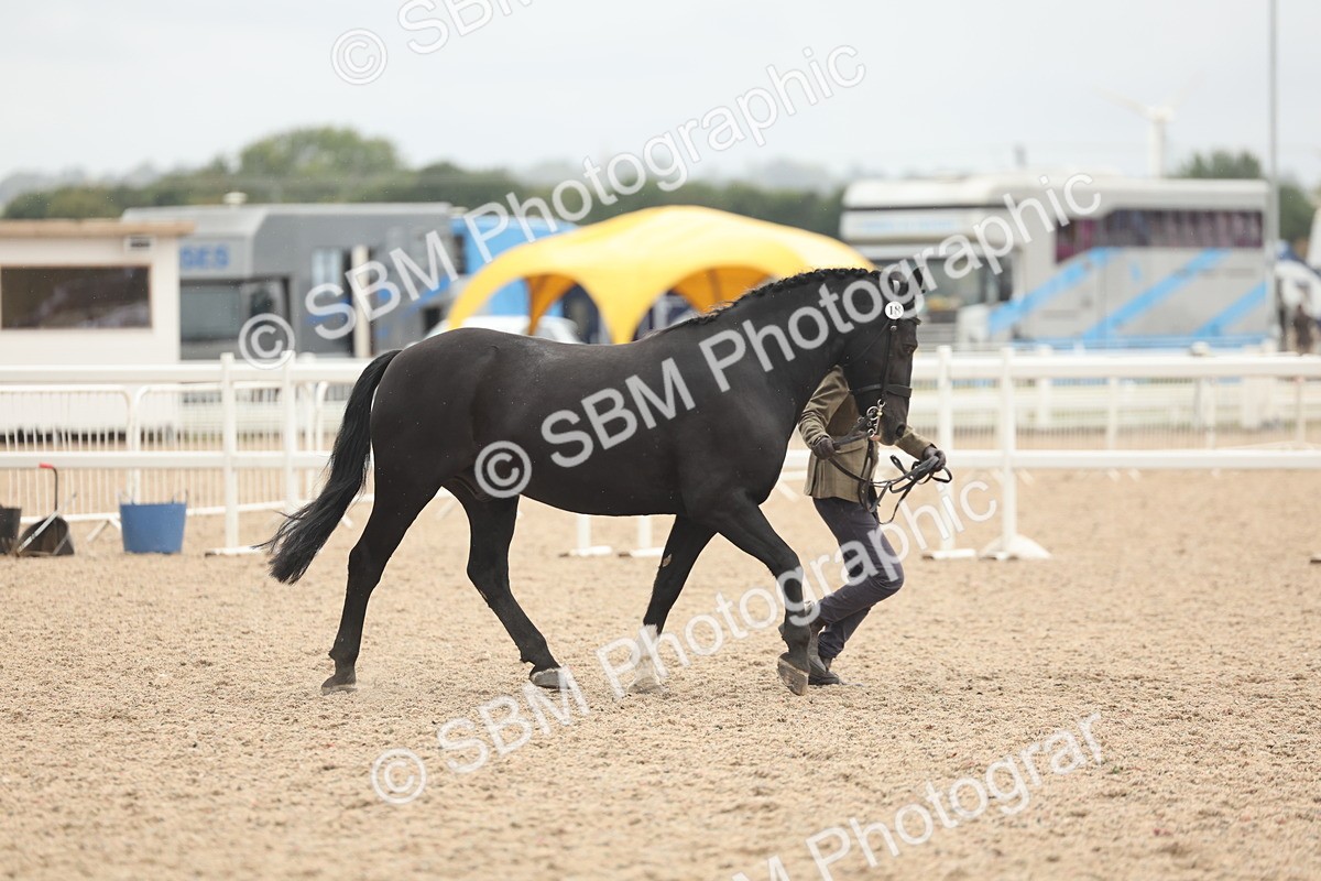 SBM_19822 - Class 318 - IH Part Bred Horse-Pony