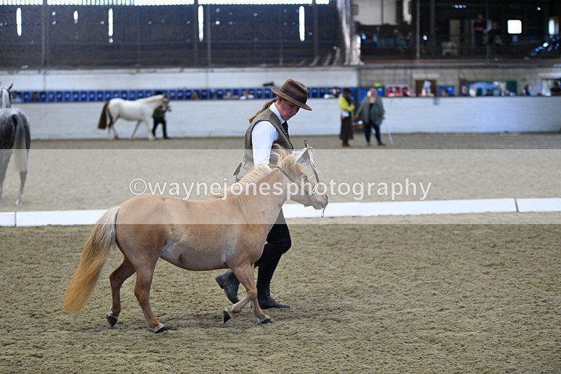 WJ5_3891 - Class 5 In Hand Veterans