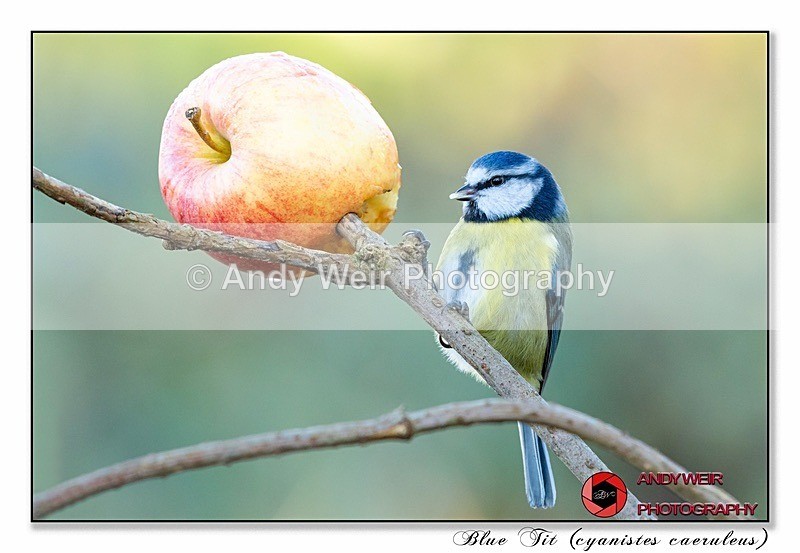 191204-7D-8E0A1554-Edit - Tits