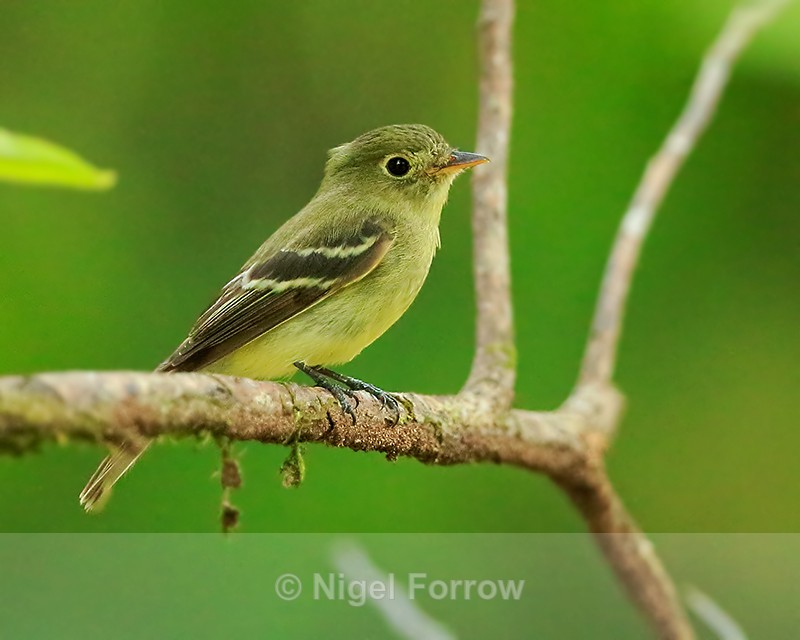 Least Flycatcher perched, Costa Rica - Least Flycatcher
