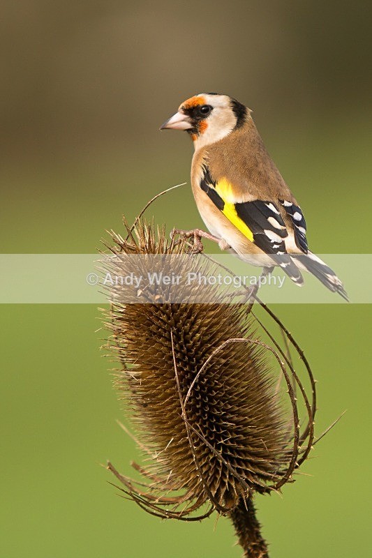 20120218-_MG_8934 - Goldfinch